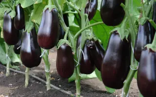 Epic F1 / Єпик F1