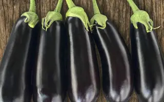 KAZIMIR / КАЗИМИР