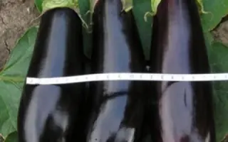 Kolombo / Коломбо