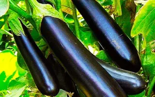 Long Pop / Лонг Поп