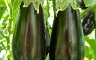 Minerva / Мінерва