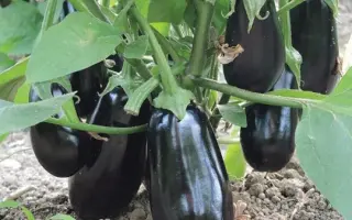 OCTAVIA / Октавія