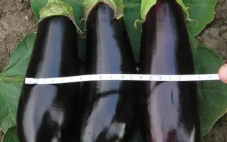 Фабина F1 / Фабіна F1