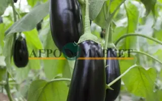 Sharapova F1 / Шарапова F1