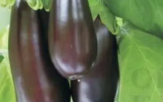 Adona F1 / Адона F1