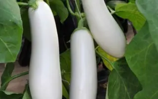 Aretussa / Аретуза