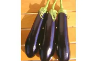 Arrow F1 BS / Єрроу F1