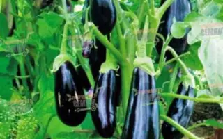 Itaca F1 / Ітака F1