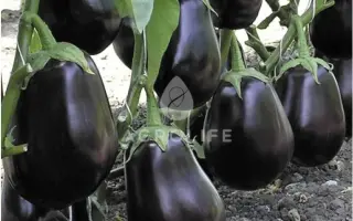 Clorinda F1 AS / Клоринда F1