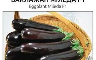 Mileda F1 / Міледа F1