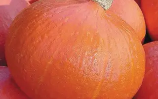 Bright Summer / Брайт Саммер