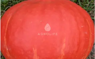 Flexi Kuri / Флексі Курі