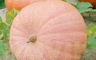 Veltruska obrovska / Велтруска обровска