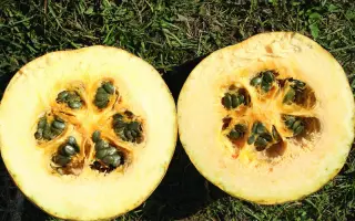 GL Rustikal / ГЛ Рустікал