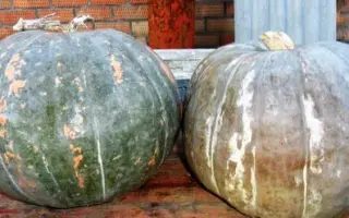 Кавбуз Здоров'яга