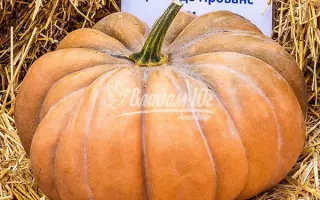 Musque De Provance / Мускат Де Прованс