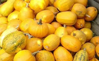 Украинская многоплодная / Український багатоплідний