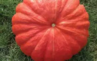 Rug Vif De Tamp / РУЖ Віф Де ТАМП