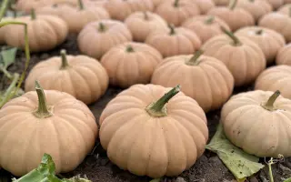 Spellcast / Спеллкаст