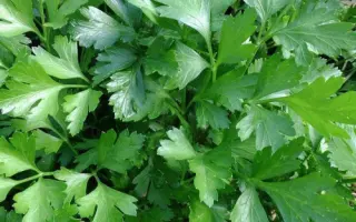 Gigante d'Italia / Гіганте д'Італія