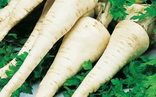 Osborne / Осборна