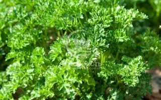 FRISE VERT FONCE / ФРІСЕ ВЕРТ ФОНСЕ