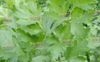 Frison / Фрісон