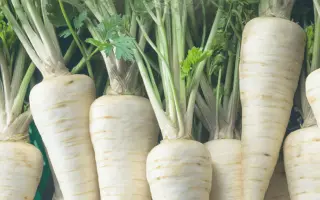 Харковьянка / Харків'янка