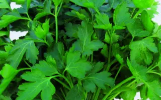 Amsterdamse Snij / Амстердамсе Сній