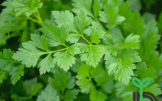 Rialto / Ріалто