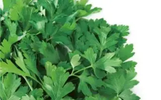 Fidelio / Фіделіо