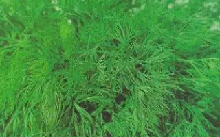 Ambrozja / Амброзія