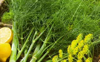 Atlant / Атлант