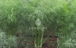 Goldkrone / Голдкрон