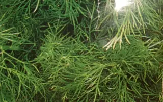 Делікатесний