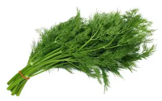 Zelena Dolina / Зелена Долина