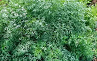 Monarch / Монарх