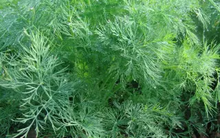 Oliver / Олівер