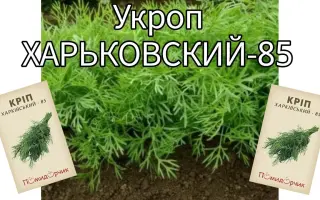 Харьковский 85 / Харківський 85