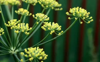 Пахучий (столовый) / Пахучий