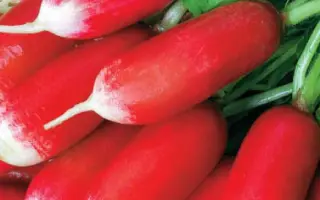 Siletina / Сілетіна