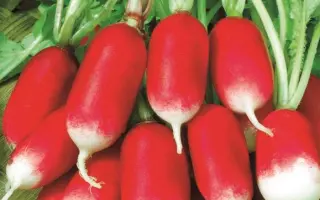 18 Karat / 18 Карат