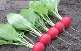 Autella / Аутелла