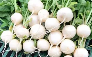 Whitella / Вайтелла