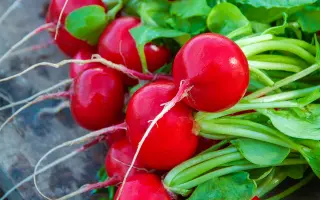 Vienna / Віенна