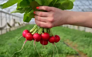 Gloriette / Глоріет