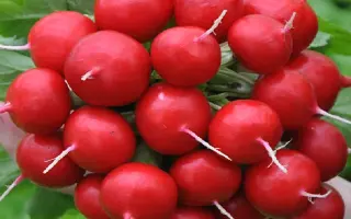 Danilo / Даніло