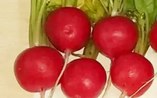 Donatella / Донателла