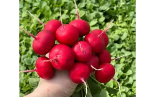 Donato / Донато