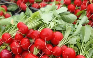 Escala / Ескала